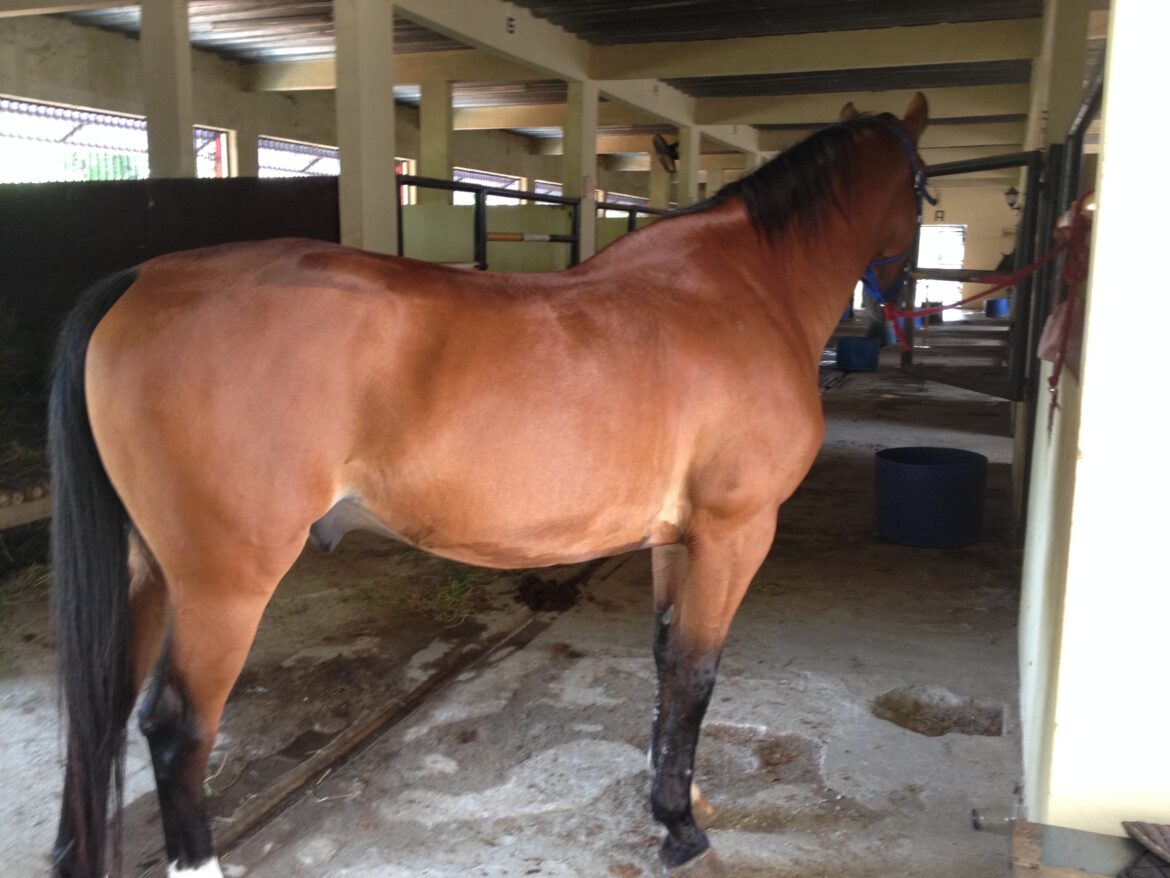 Tips Melihat Tanda Rabies Pada Hewan