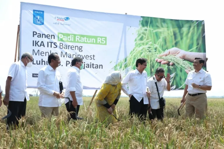 Inovasi Kemajuan Pertanian, Panen Padi Ratun R5