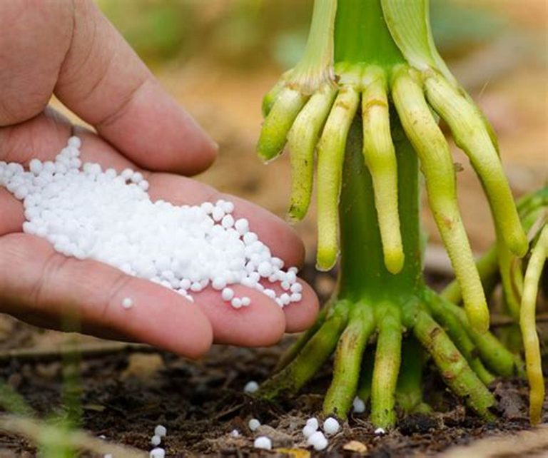 Pupuk Urea Dan Fungsinya Jangan  Sampai Petani Rugi Pupuk N