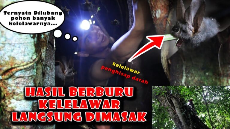 Berburu Kelelawar Penghisap Darah