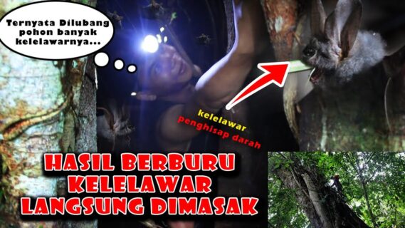 Berburu Kelelawar Penghisap Darah