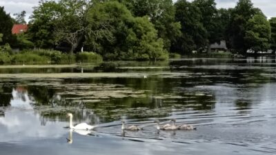 Wisata Danau Denmark 2