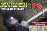 Panen Sarang Walet