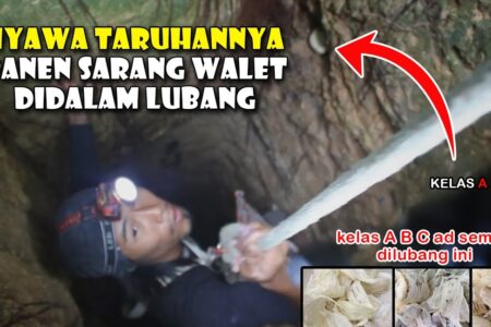 Panen Sarang Walet