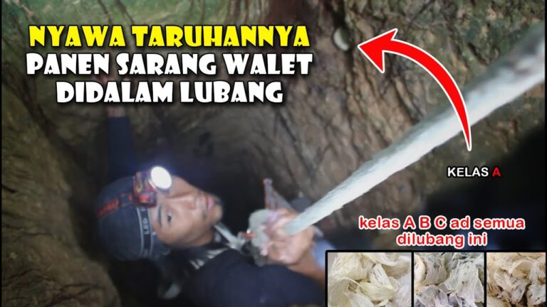 Panen Sarang Walet