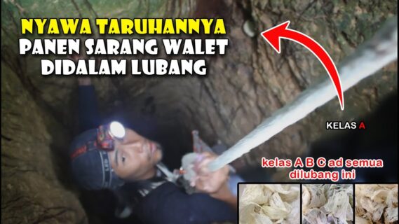 Panen Sarang Walet
