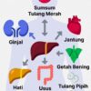 Sistem Organ Tubuh Manusia