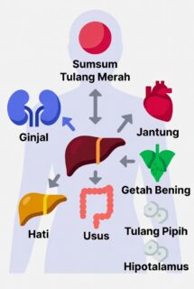 Sistem Organ Tubuh Manusia