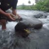Mancing Ikan Sogili