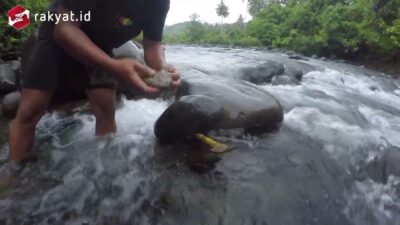 Mancing Ikan Sogili