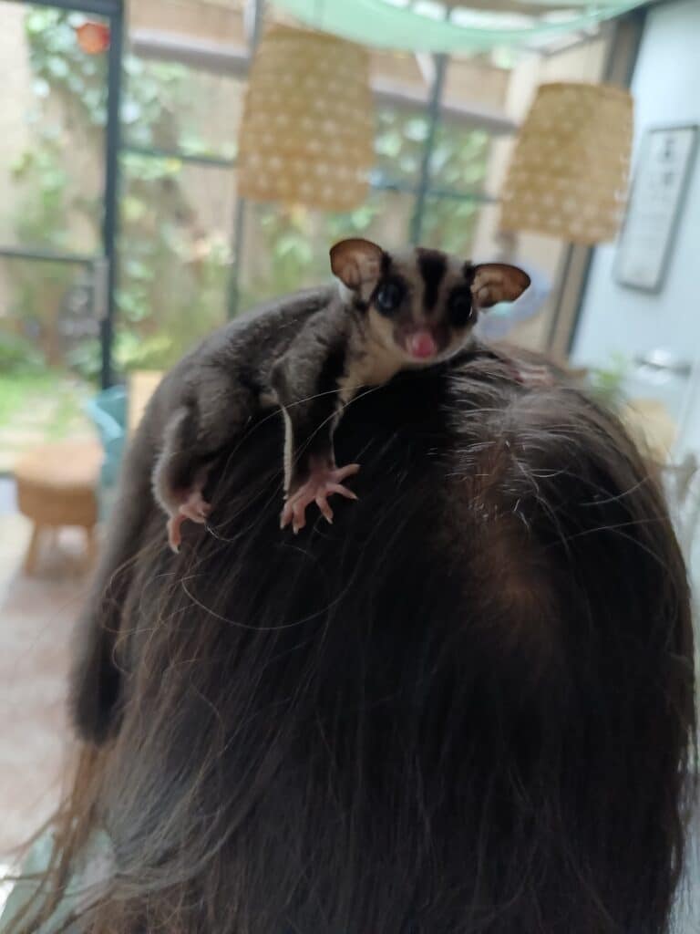 Sugar Glider Hewan Unik